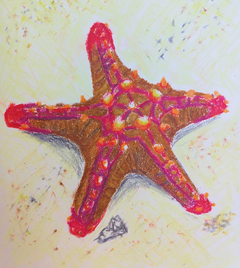 Oil Pastels - Starfish